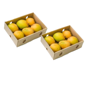 Gujjukhaana alphonso mango